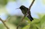 Trinidad2005 - 119 * Copper-rumped Hummingbird.